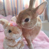 bunnylotus